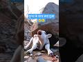 हाथी और बछड़े की दोस्ती || animal video || cartoon video #shorts #trending #crazyvideo #viral