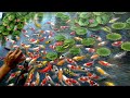 CARA MELUKIS - MENGGAMBAR IKAN KOI 99 EKOR / HOW TO DRAW 99 KOI FISH by DANDAN SA, Tutorial 30