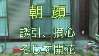 ０２ 朝顔 こどもといっしょにグリーンカーテン作り 誘引 摘心そして開花 Youtube