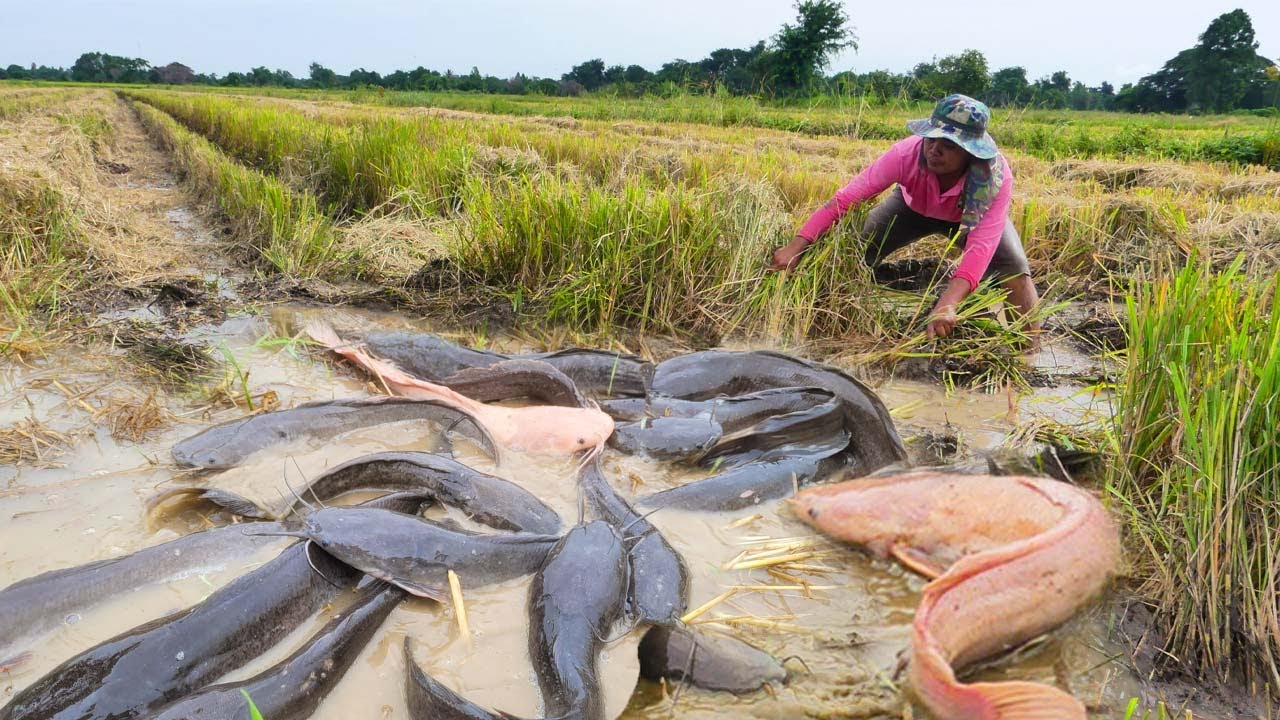 A Man catch fish and pick a lot of duck eggs in rice field in mud by best hand