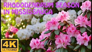 Rhododendron Paradise: Virtual Tour in Mississauga. Virtual Walking Around the World, Canada.
