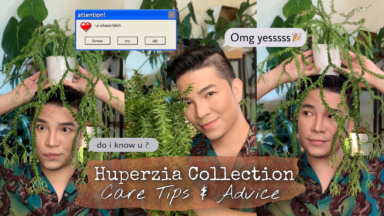 Huperzia Collection & Care | Tassel Fern | Lycopodium 🌿