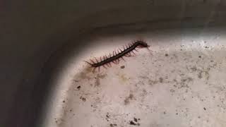 A Cure for Poisonous Centipede Stings by timtak1 231 views 2 years ago 1 minute, 40 seconds