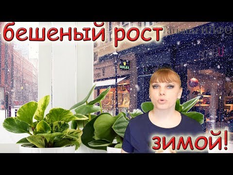 Простая ПОДКОРМКА для БЕШЕНОГО РОСТА комнатных растений!!!