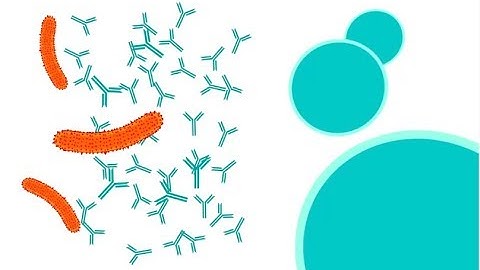 How do vaccines work?