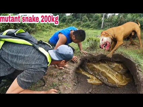 KING PYTHON112 | Pitbull And Hunters Track Down A Giant Python That Attacked An Old Cowherd