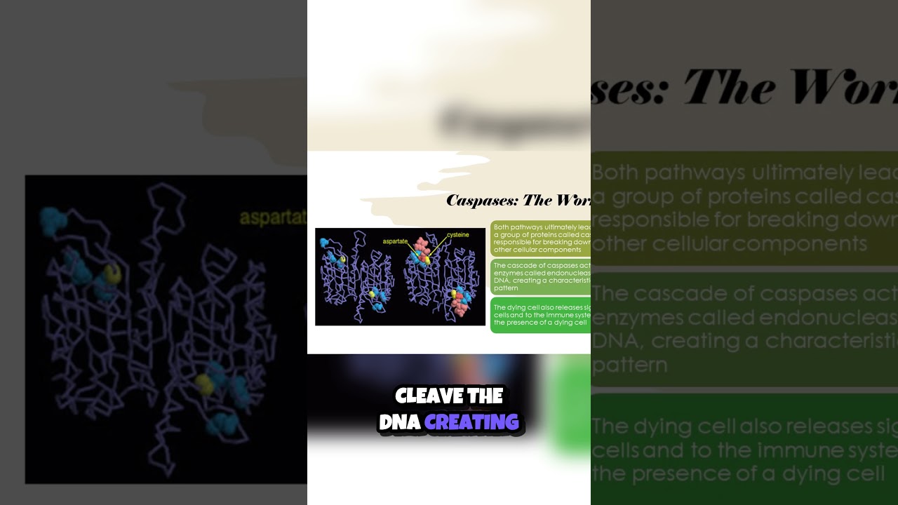 Learn About Caspases as Apoptosis Mediators