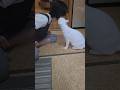 今のシロ。　 #猫のいる暮らし #猫 #保護猫