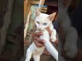 😎 Cat with different Eye color 🤩