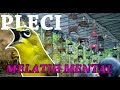 Master Terapi Koloni Pleci Membentuk Mental Juara Kembali Mp3 - Mp4 Download