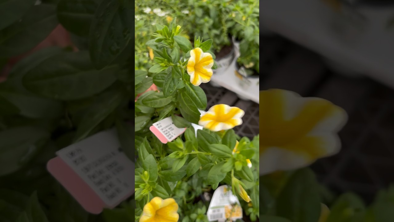 Proven Winners®️ Superbells®️Lemon Slice®️Calibrachoa hybrid 