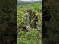 The process of manually dissolving plants -Agriculture farming #shorts