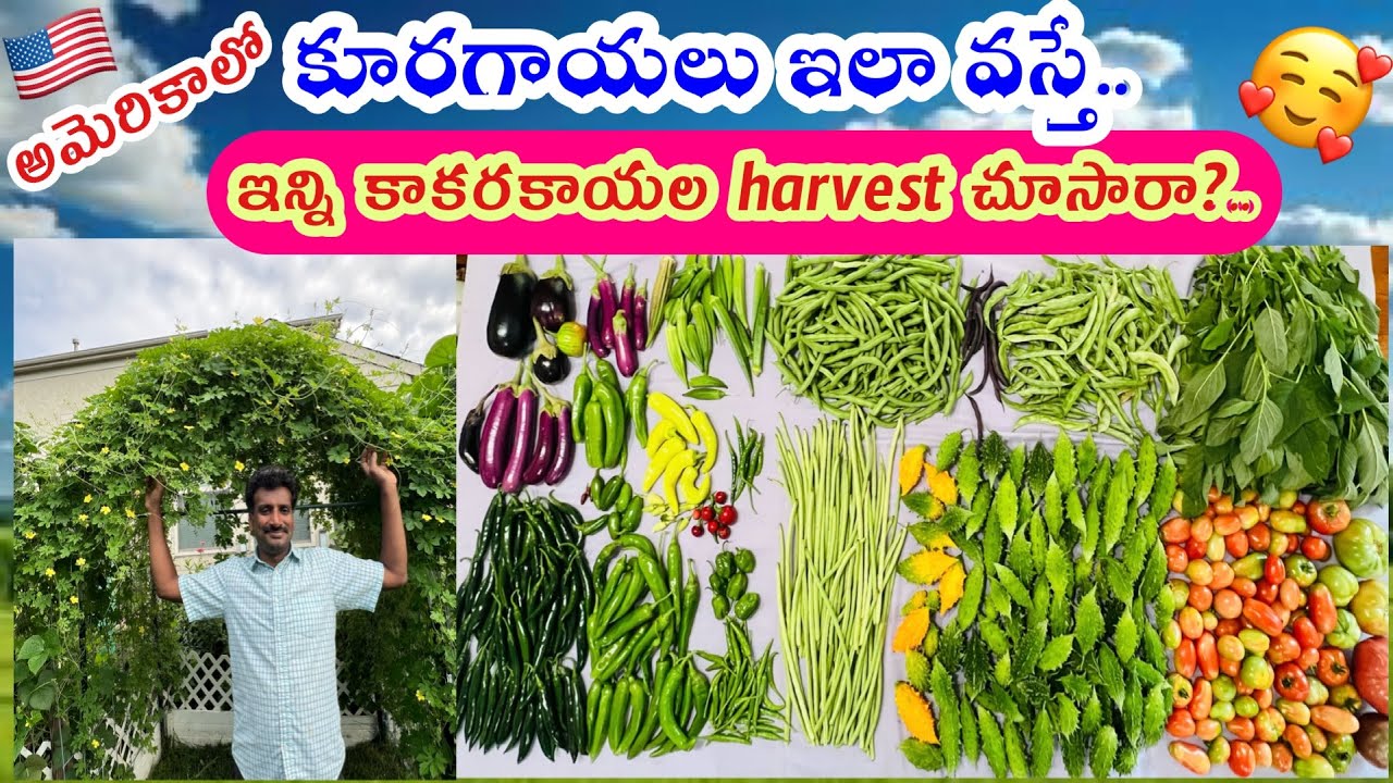 🇺🇸అమెరికా| మా గార్డెన్లో వచ్చిన super harvest🏡🪴🍆🌶️🍅🫛చూడండి..మేమైతే full happy #garden #ohio #2024