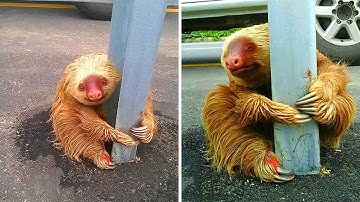 30 Animals That Asked Humans For Help