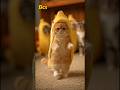 which cat are you? 🐱4 #cat #cats #catvideos
