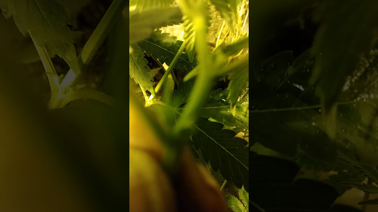 Tips and steps to feminizing seeds with colloidal silver