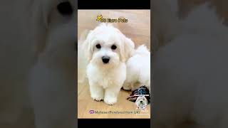 Singapore Maltese Puppy 88 Euro Pets Call 81352277