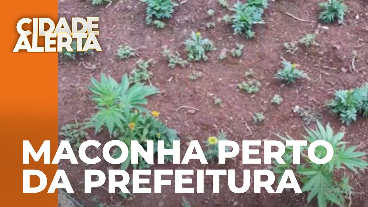 PM encontra plantação de maconha em praça ao lado da prefeitura de Marialva