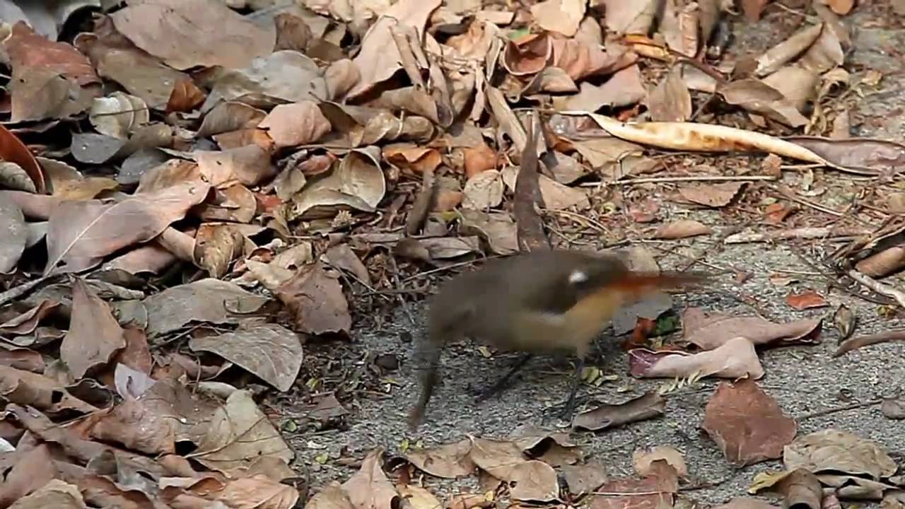 Daurian Redstart (female) 北紅尾鴝