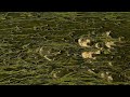 Водоросли, выращенные на сточных водах, помогают фермерам экономить на удобрениях