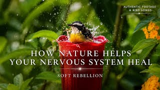 How Nature Helps Your Nervous System | Peaceful Tropical Bird & Natural Sounds screenshot 5