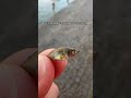 Probably my biggest catch yet