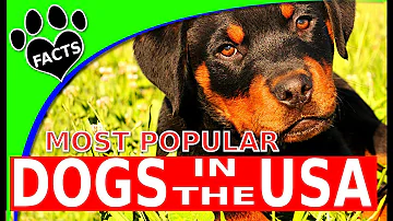 What percentage of the US has a pet?