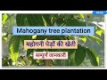 Mahogany plantation, Full information, Swietenia macrophylla
plantation