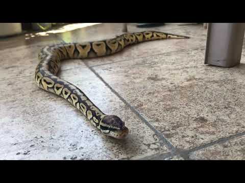 Ball Pythons Roaming around 🐍