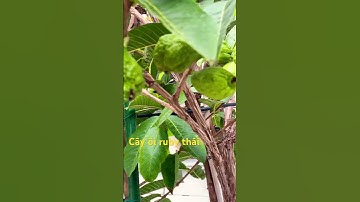 Cây ổi ruby thái