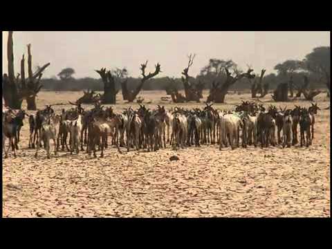 Africa Land Of The Sun AFRICA: LOVE IN THE SAHEL - YouTube