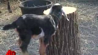 Too Cute: Abe the "Mini" Goat on Show in NYC
