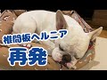 椎間板ヘルニア再発してしまいました( ;∀;)【フレンチブルドッグ】【Frenchbulldog】