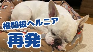 椎間板ヘルニア再発してしまいました( ;∀;)【フレンチブルドッグ】【Frenchbulldog】