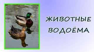 Окружающий Мир. Животные Водоёмов.