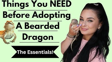 Beginners Guide: Getting A Bearded Dragon