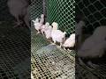 Antibiotics Free Poultry #chicken #farm #poultry #poultryfarming #chicks #birds #cute #baby #fun