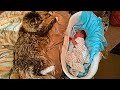You will never believe how this main coon cat behaved when his owners had a new baby