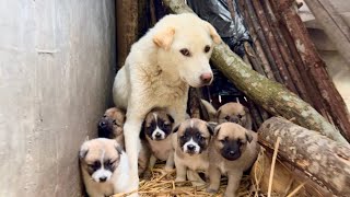 Achado inesperado: 6 filhotes fofos sob a lenha — o que veio depois surpreendeu! 🐶 screenshot 3