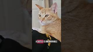 Demands storybook cat energy #cat #cutecatshorts #catvideos #catlife #catshorts #funnycatvideos