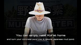 You can simply raise KOI at home and turn your concrete pond into a natural Japanese mud pond