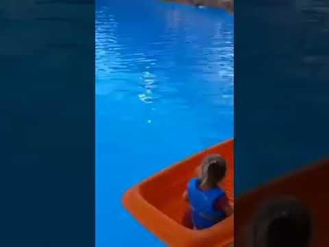 Polka i delfiny||