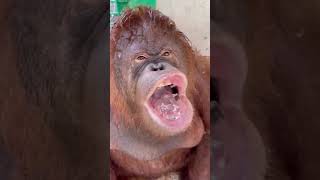 HOW AUTISTIC MONKEY EAT ICE