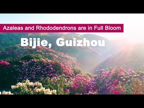 Video: Rhododendron: Mga Lihim Ng Masaganang Pamumulaklak