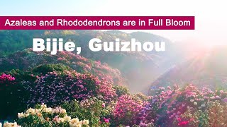 Azaleas and Rhododendrons are in Full Bloom in Bijie, Guizhou