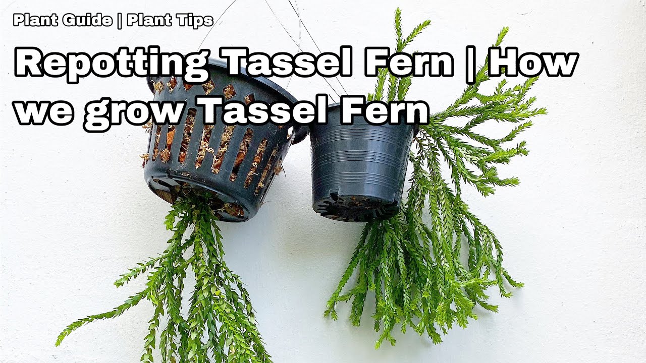 Tips on growing Tassel Fern - Ep 30 - YouTube