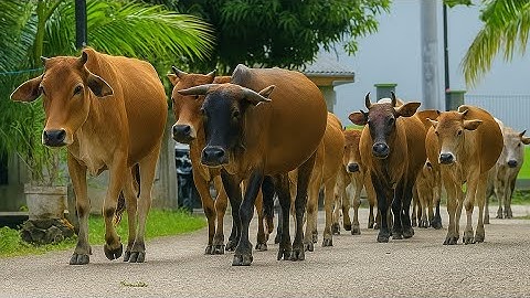 menggiring sapi lembu jinak dan lucu ke kandang sendiri melewati hutan, suara sapi moo
