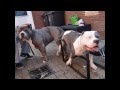 A XXL BULLY PITBULL BREEDING OF EUROPE