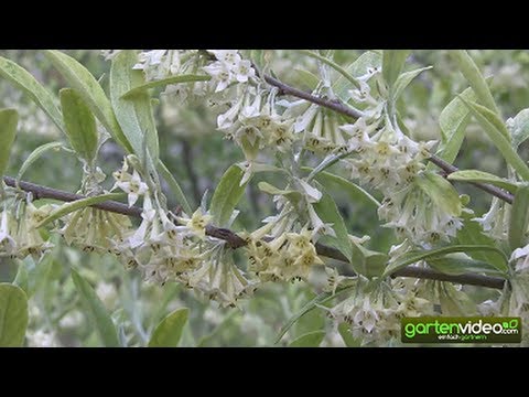 Video: Variabilität Der Quisqualis-Blüten