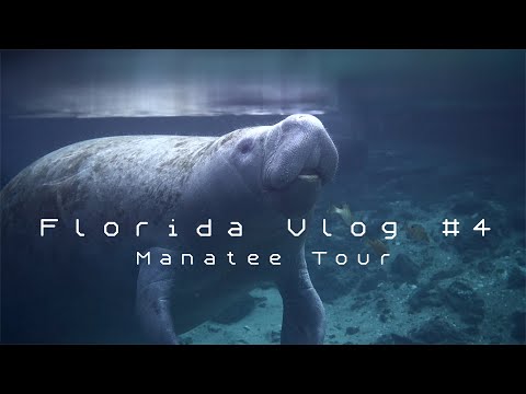 Video: 9 Ausgezeichnete Outdoor-Abenteuer In Und Um Crystal River, FL